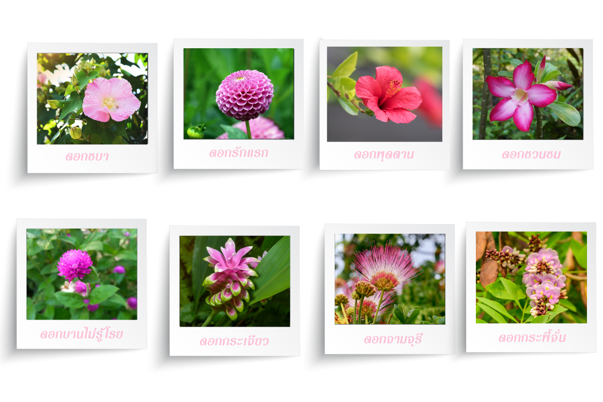 รายชื่อ 107 ดอกไม้ไทย เพราะ ๆ สีสวย แม่ กา | Pangpond