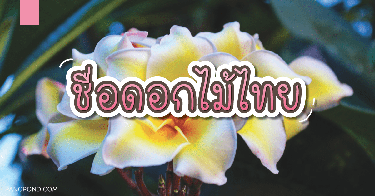 ชื่อดอกไม้ไทย