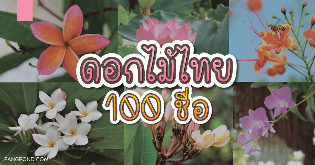 ดอกไม้ไทย 100 ชื่อ