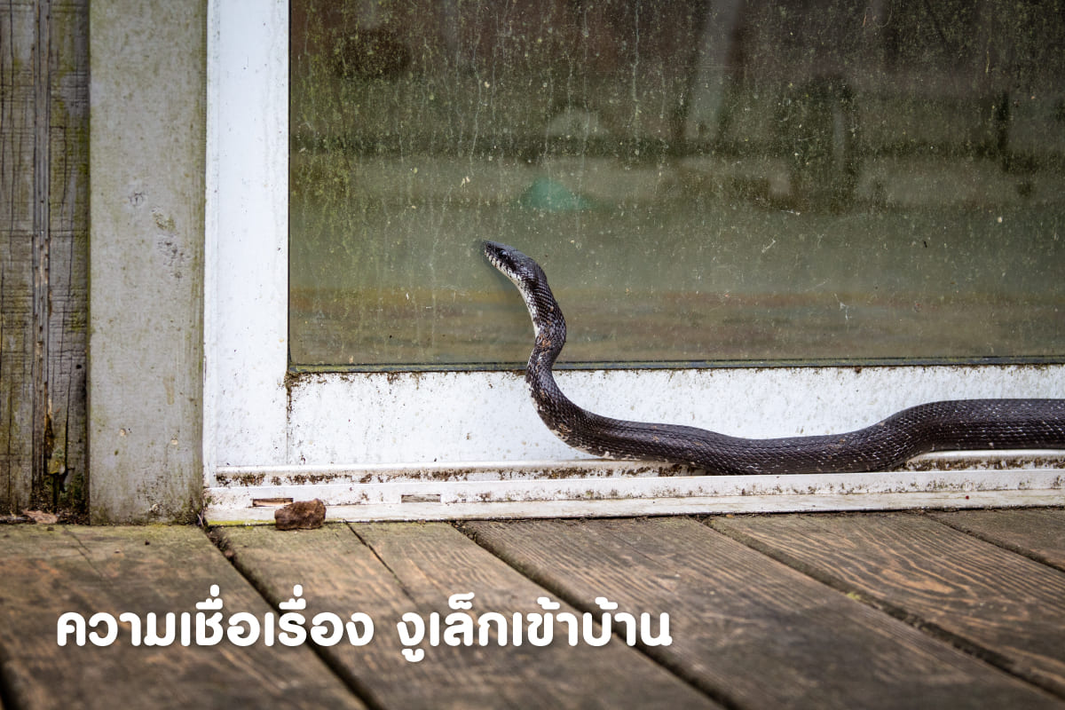 งูเล็ก เข้าบ้าน ฝันเห็นงู ขึ้นบ้าน ฝันเห็นงูใหญ่ เข้าบ้าน งูสิงเข้าบ้าน ทํานาย งูเข้าบ้าน