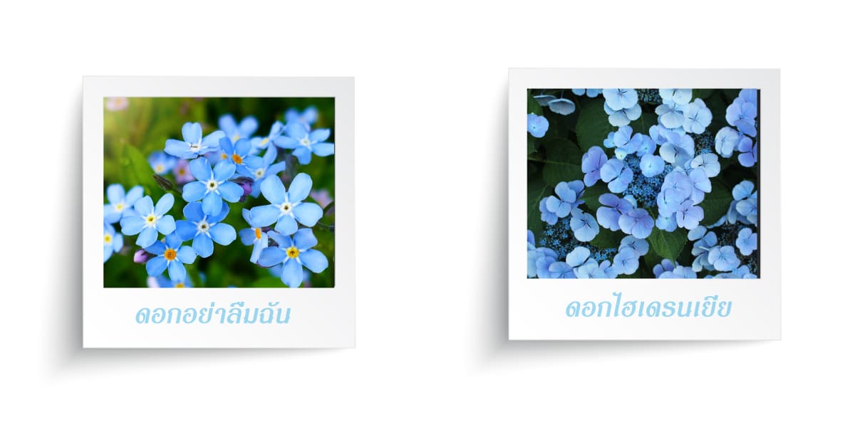 ดอกไม้สีฟ้า